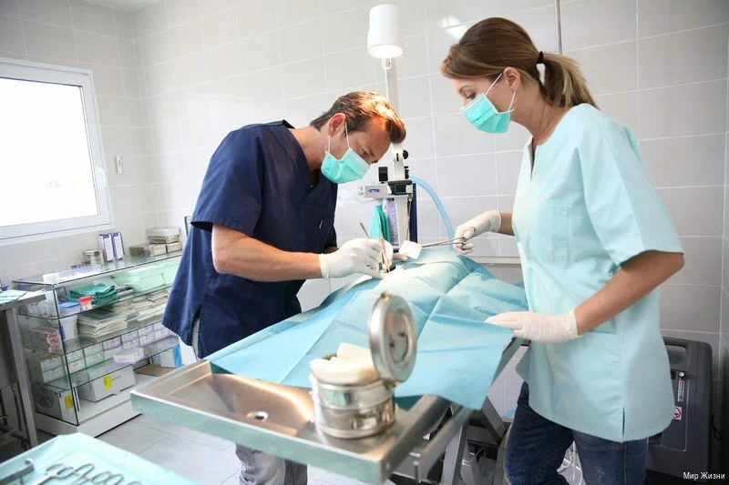 Veterinary Surgical